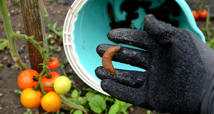a gloved hand holding a slug plucked from a vegetable garden with tomato plants and a bucket in the background for disposing of slugs